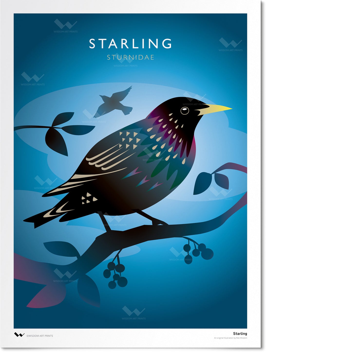 Starling Art Print